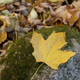 Illustration for article titled Shooting Challenge Fall Leaves Gallery 7